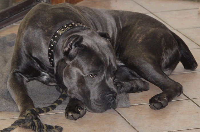 cane corso teddy